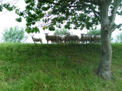 2015-05-31 Ochtendwandeling met brunch (42)