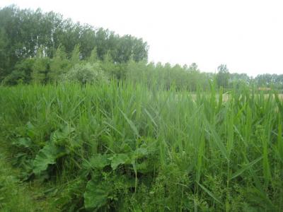 2015-05-31 Ochtendwandeling met brunch (51)